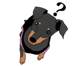 MINIATURE PINSCHER AYA sticker #13245759