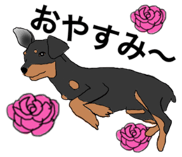 MINIATURE PINSCHER AYA sticker #13245760