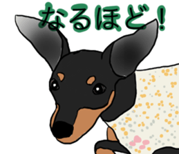 MINIATURE PINSCHER AYA sticker #13245763