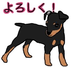 MINIATURE PINSCHER AYA sticker #13245764