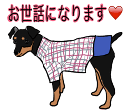MINIATURE PINSCHER AYA sticker #13245765
