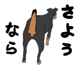 MINIATURE PINSCHER AYA sticker #13245766