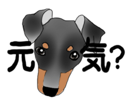 MINIATURE PINSCHER AYA sticker #13245768