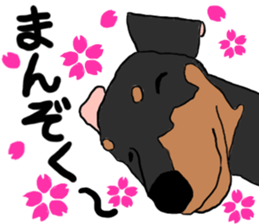 MINIATURE PINSCHER AYA sticker #13245778