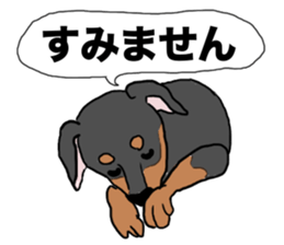 MINIATURE PINSCHER AYA sticker #13245790