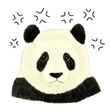 Secret of panda sticker #13246887
