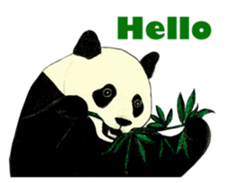 Secret of panda sticker #13246890