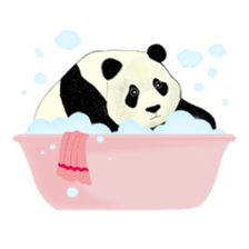 Secret of panda sticker #13246906