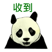 Secret of panda sticker #13246912