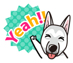 iinu - White Swiss Shepherd Dog sticker #13252231