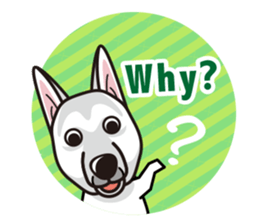 iinu - White Swiss Shepherd Dog sticker #13252236