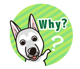 iinu - White Swiss Shepherd Dog sticker #13252236