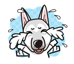 iinu - White Swiss Shepherd Dog sticker #13252255