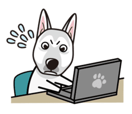 iinu - White Swiss Shepherd Dog sticker #13252260