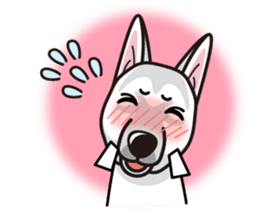 iinu - White Swiss Shepherd Dog sticker #13252262