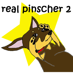 real pinscher 2