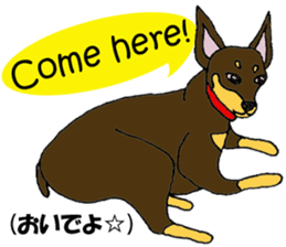 real pinscher 2 sticker #13254086