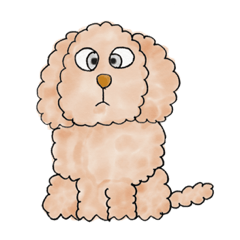 Toy poodle male 9 years old