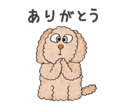 Toy poodle male 9 years old sticker #13258046