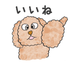 Toy poodle male 9 years old sticker #13258047