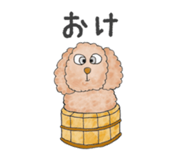 Toy poodle male 9 years old sticker #13258048