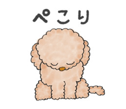 Toy poodle male 9 years old sticker #13258049