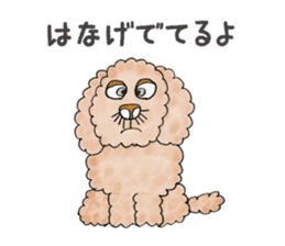 Toy poodle male 9 years old sticker #13258051