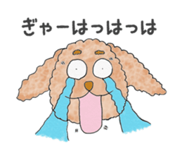 Toy poodle male 9 years old sticker #13258053