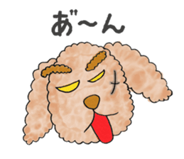 Toy poodle male 9 years old sticker #13258056