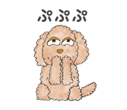 Toy poodle male 9 years old sticker #13258057