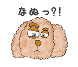 Toy poodle male 9 years old sticker #13258061