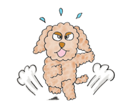 Toy poodle male 9 years old sticker #13258062