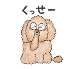 Toy poodle male 9 years old sticker #13258064