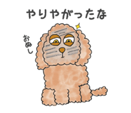 Toy poodle male 9 years old sticker #13258065