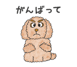 Toy poodle male 9 years old sticker #13258066