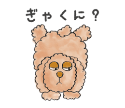 Toy poodle male 9 years old sticker #13258067