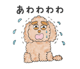 Toy poodle male 9 years old sticker #13258069