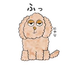 Toy poodle male 9 years old sticker #13258070