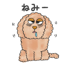 Toy poodle male 9 years old sticker #13258071