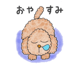 Toy poodle male 9 years old sticker #13258072