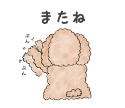 Toy poodle male 9 years old sticker #13258077