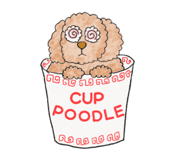 Toy poodle male 9 years old sticker #13258085