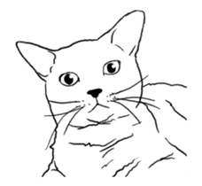 Real cat(animated) sticker #13295150