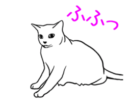 Real cat(animated) sticker #13295153