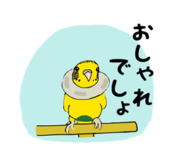 Parakeet and lady sticker #13297383