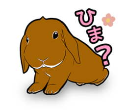 Holland lop Sticker. sticker #13308690