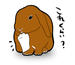 Holland lop Sticker. sticker #13308691