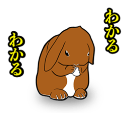 Holland lop Sticker. sticker #13308697