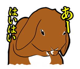 Holland lop Sticker. sticker #13308698