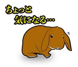 Holland lop Sticker. sticker #13308700